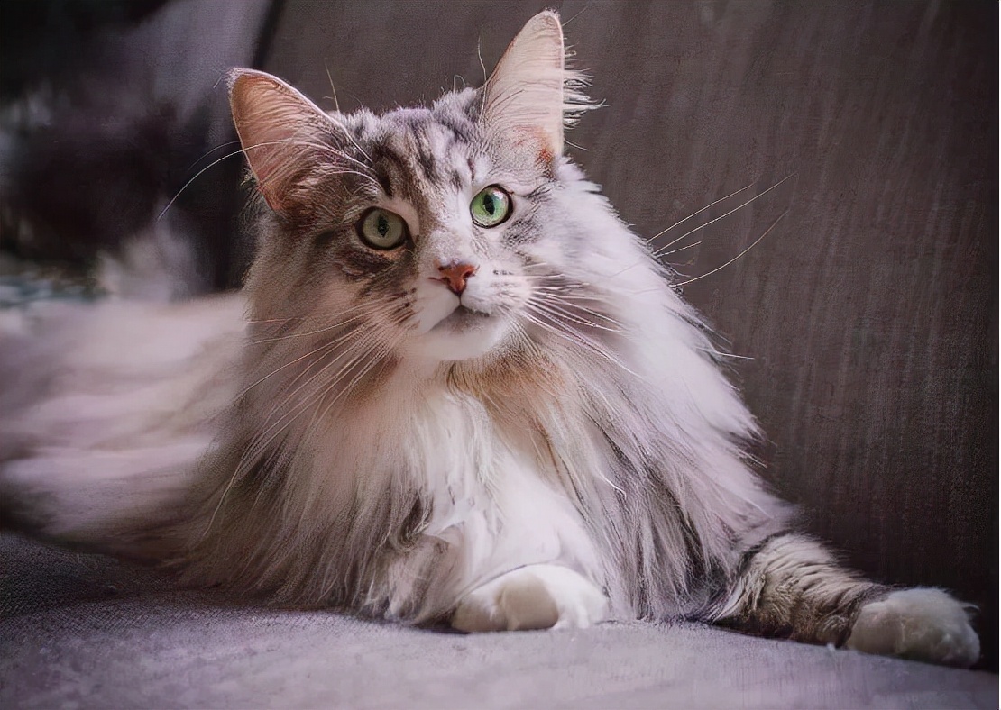 今生,一定要养一只"挪威森林猫"