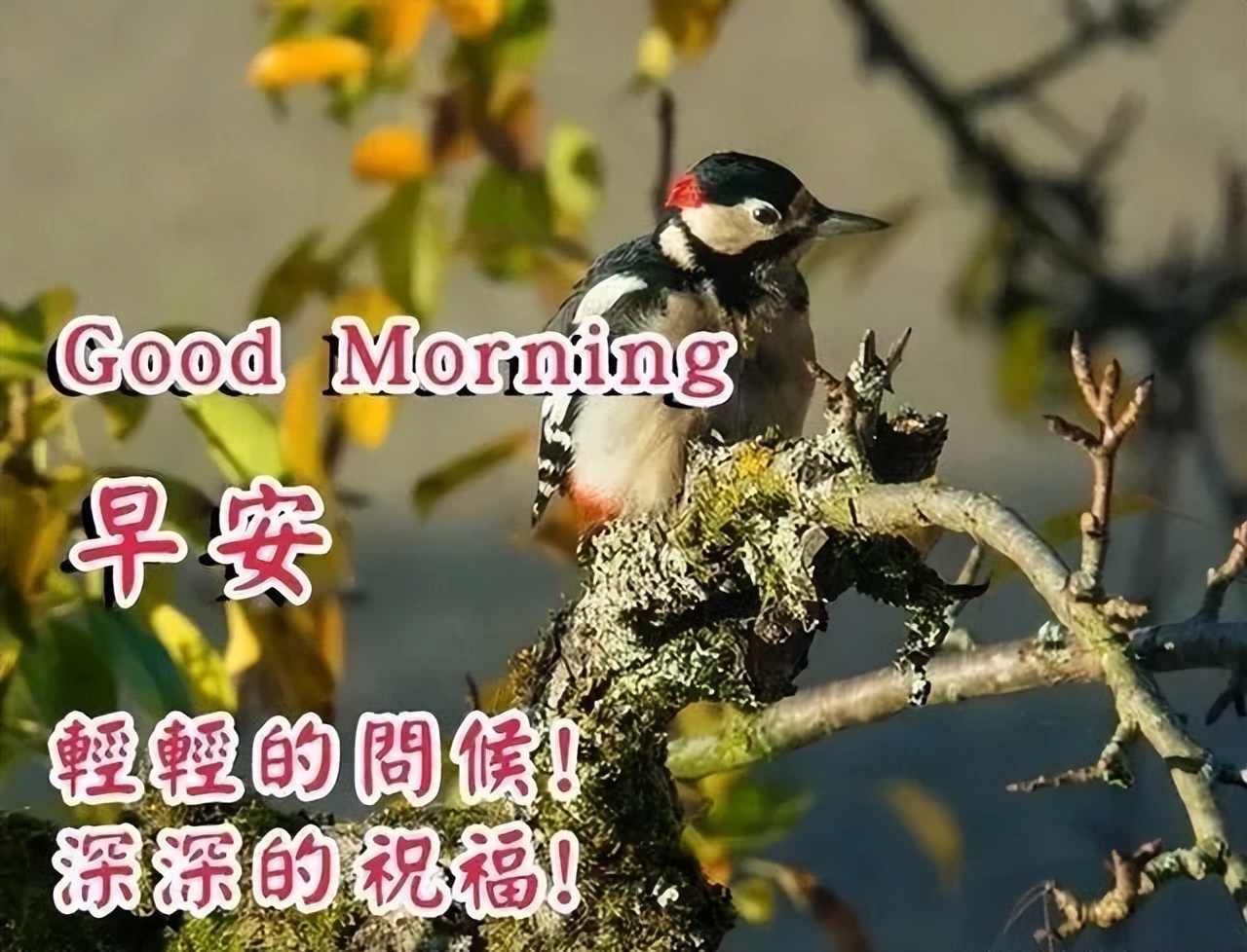 秋天清晨微信问候早上好表情包图片 幸福花祝你幸福美满图片