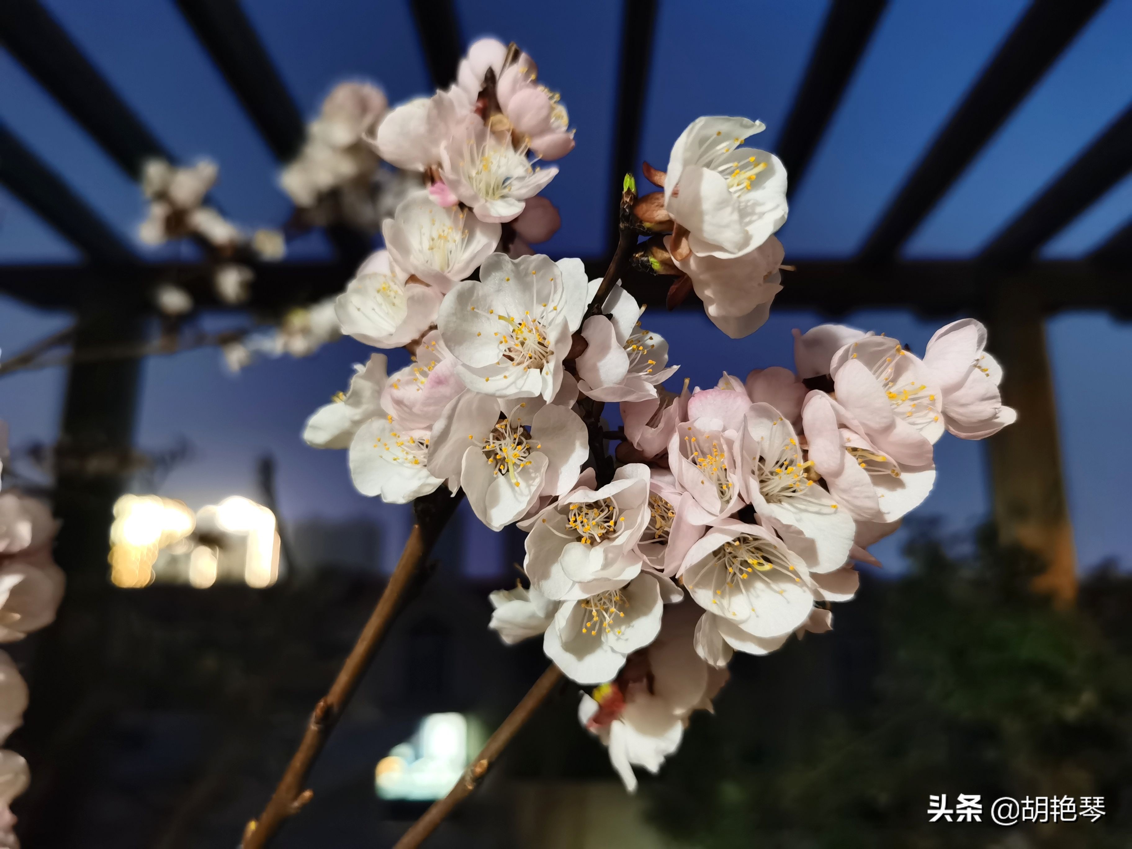 12首诗词：当月色邂逅杏花，就是人间最浪漫的夜晚