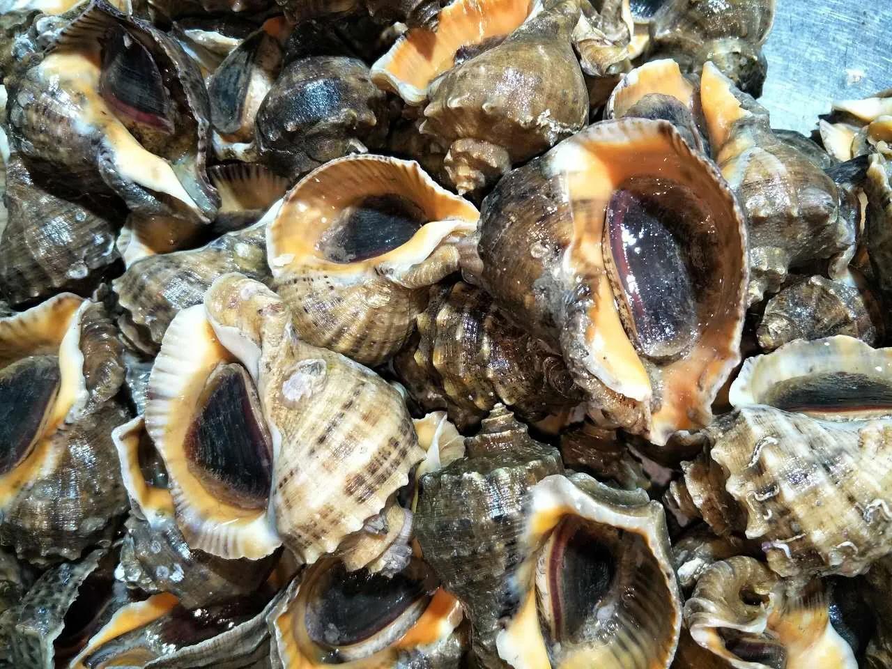 常见海鲜的名称和图片(盘点15种常吃的小海鲜) - 赤虎壹号