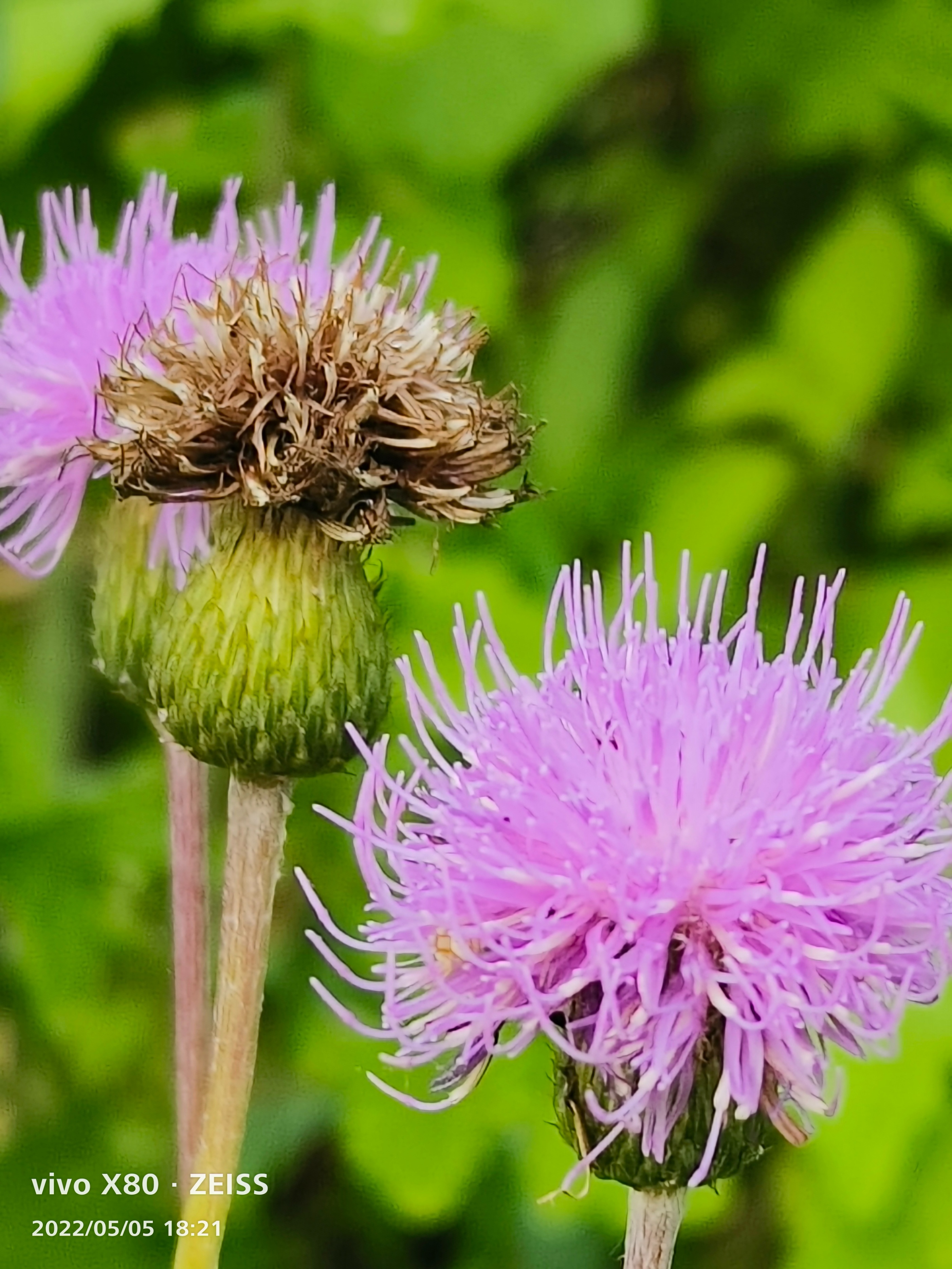 标准版也有Pro实力，天玑9000+蔡司影像加持，vivo X80上手实测