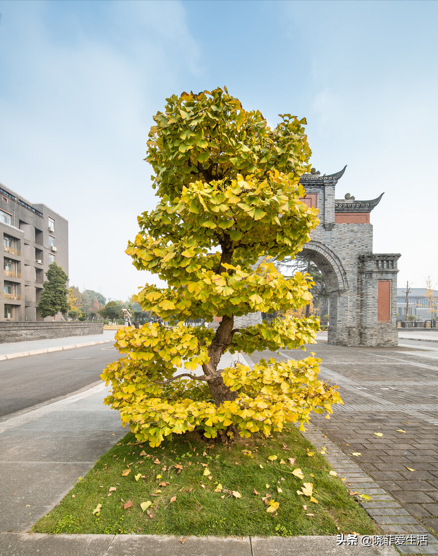 七种“黄金树”，子孙世代富，护宅守家，越养越“旺家”