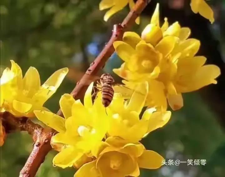 8首咏蜜蜂诗，作者现代：一笑倾零