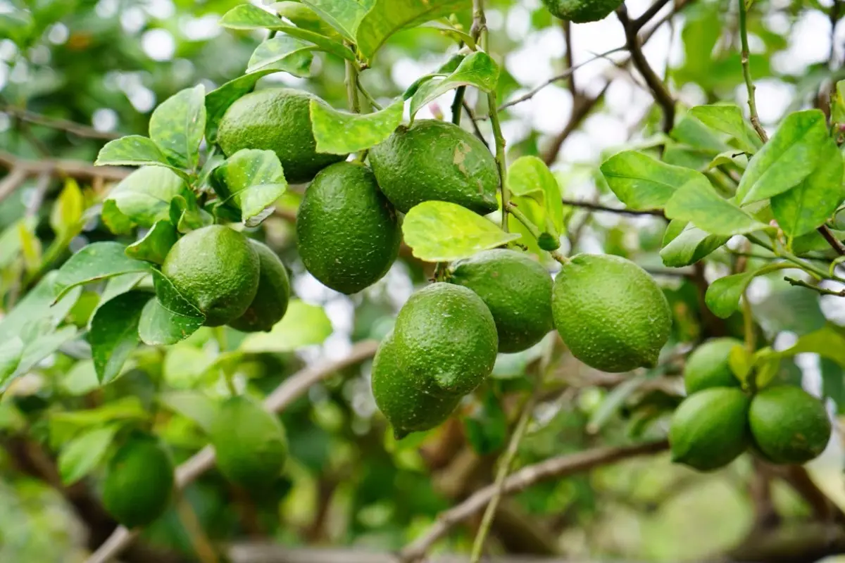 柠檬树开花后怎样保果（学会这3招正确种植柠檬果树）