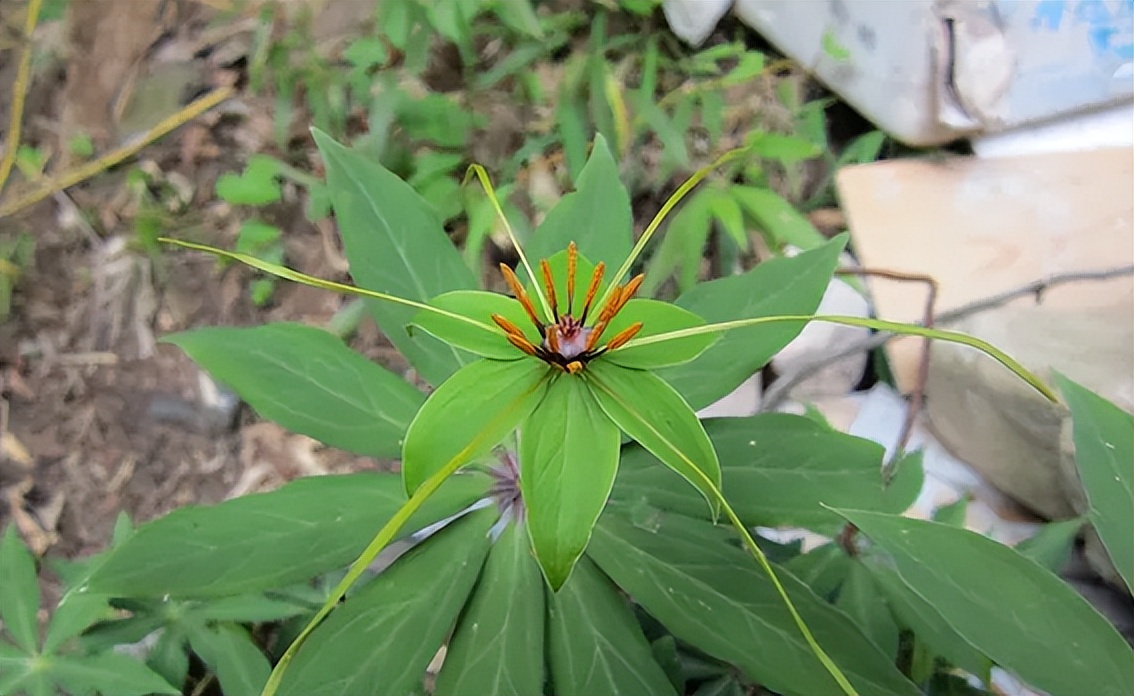 毒蛇克星的七叶一枝花，因名气大而常被采挖，但要小心它全株有毒