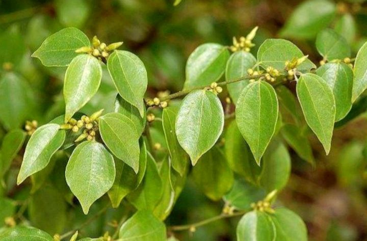 说字解文1鳑和螃及蟹字的由来