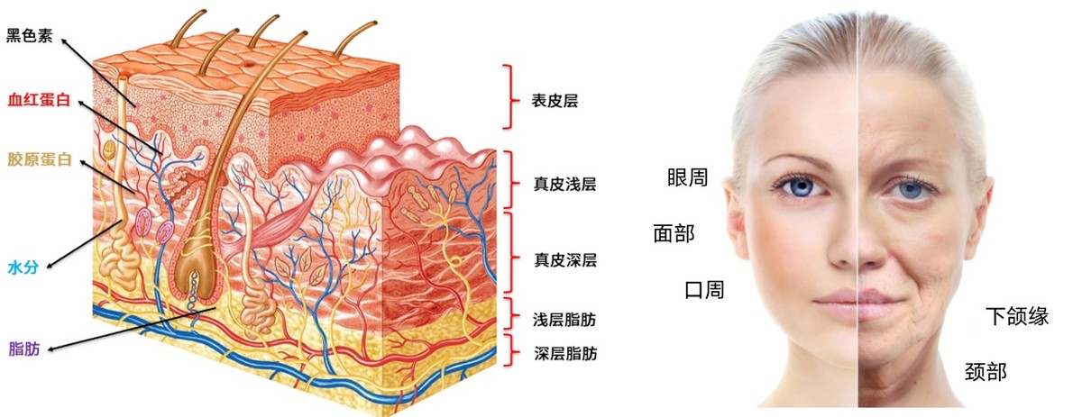 赛诺秀CYNOSURE与阿里本地生活达成战略合作，开设天猫旗舰店