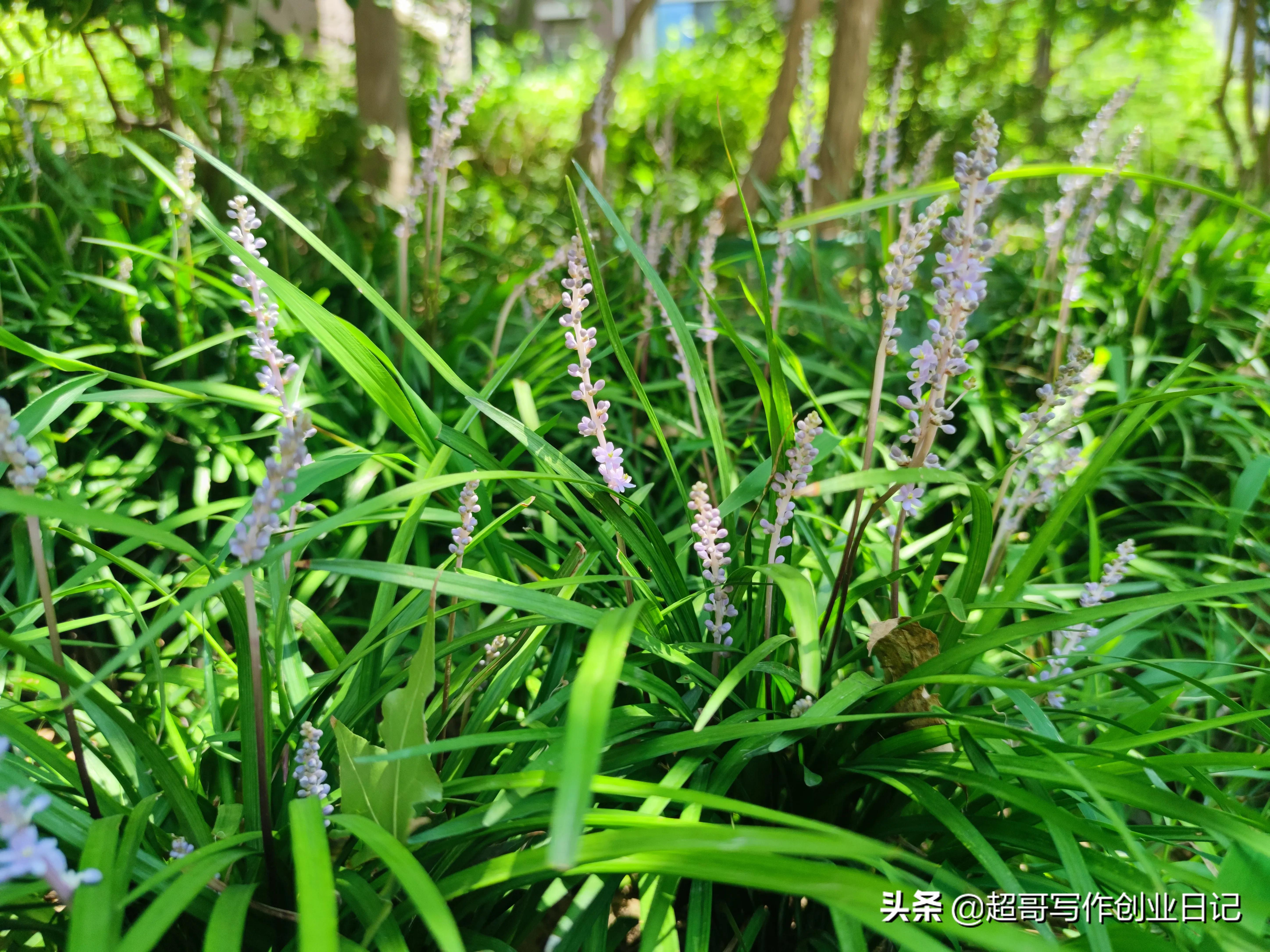 俞敏洪说，不上班了要重新走一遍徐霞客游记