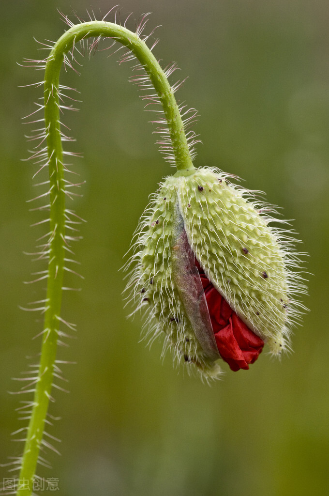 一次性说清楚种植罂粟的那些法律知识