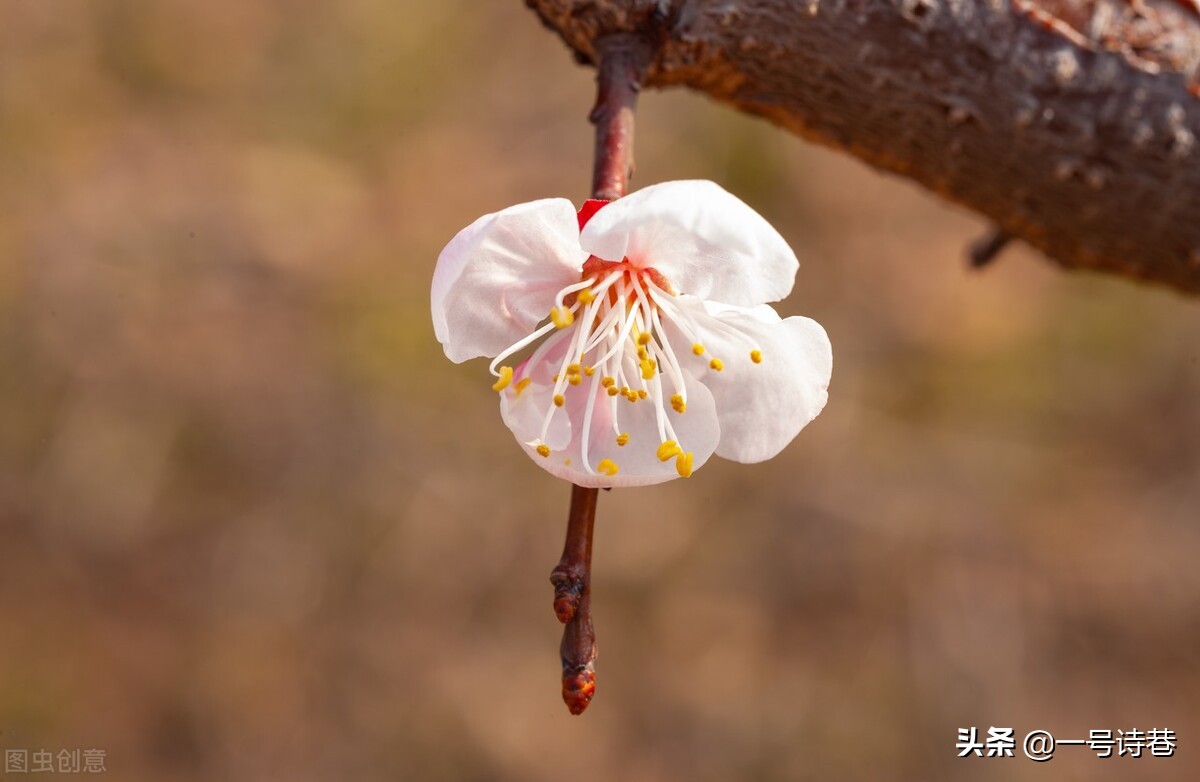 7首诗写杏花，不负春光，留住春天