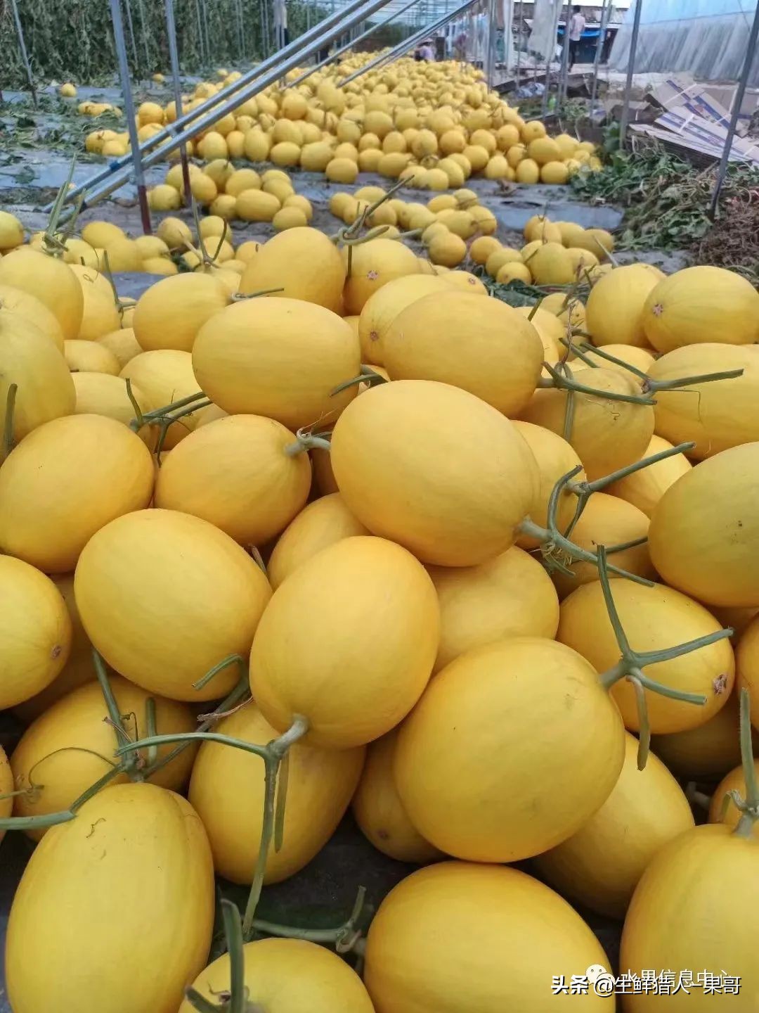 哈密瓜、蜜瓜、网纹瓜、香瓜、羊角蜜傻傻分不清？看完就明白了
