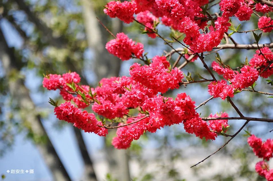疫情挡不住春天的脚步，小编带你去看古城秦州的春暖花开