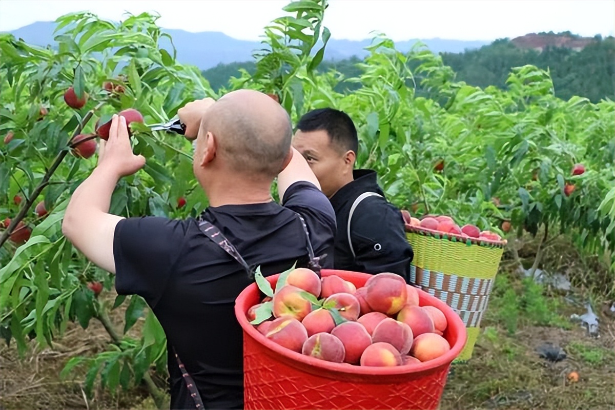 “舌尖”安全有保障 鞍山“高老庄”蔬菜瓜果纯绿色