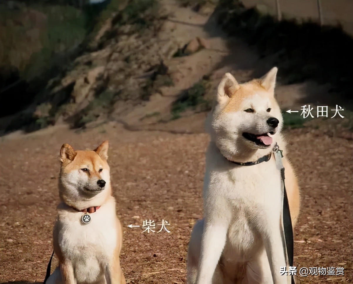 日本狗秋田犬和柴犬（秋田犬和柴犬的区别）