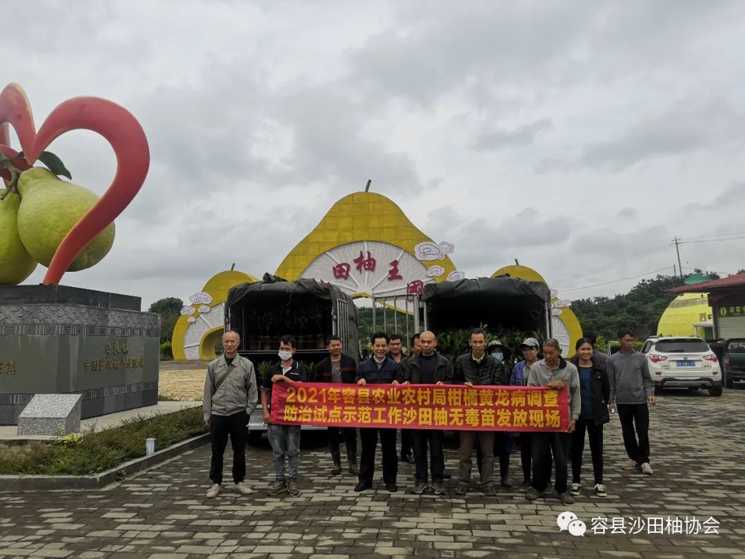 真抓实干，保护沙田柚产业容县认真抓好沙田柚黄龙病防控示范工作
