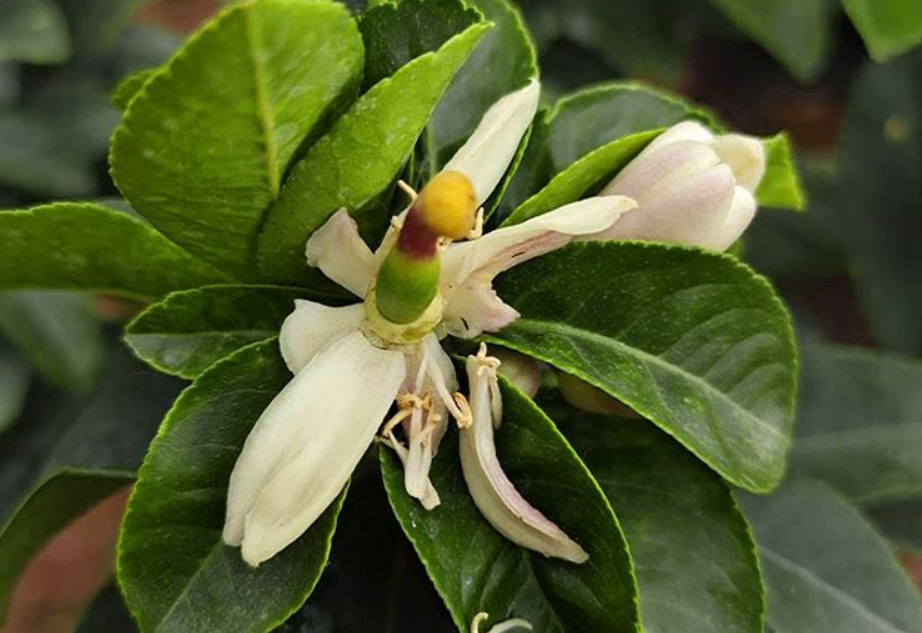 柠檬树开花后怎样保果（学会这3招正确种植柠檬果树）