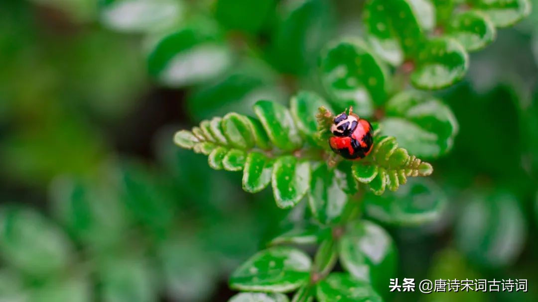 今日惊蛰，一阵催花雨，数声惊蛰雷