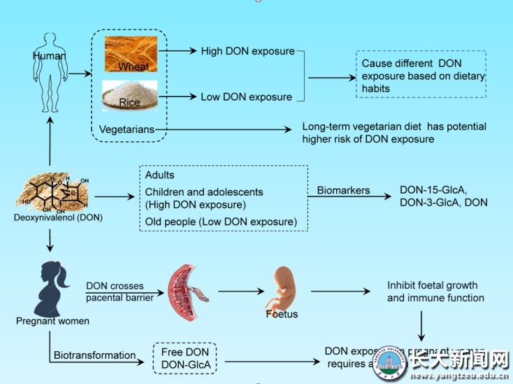 提高肺癌早期诊断效率！湖北这所高校科研新突破，连登多个顶刊