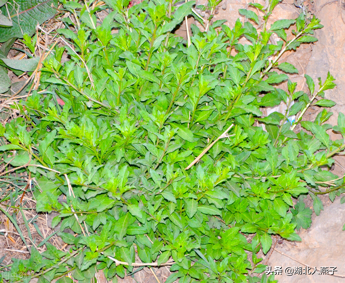 50种野菜大图片，教你认识不同的野菜和吃法，你想要的野菜这里有