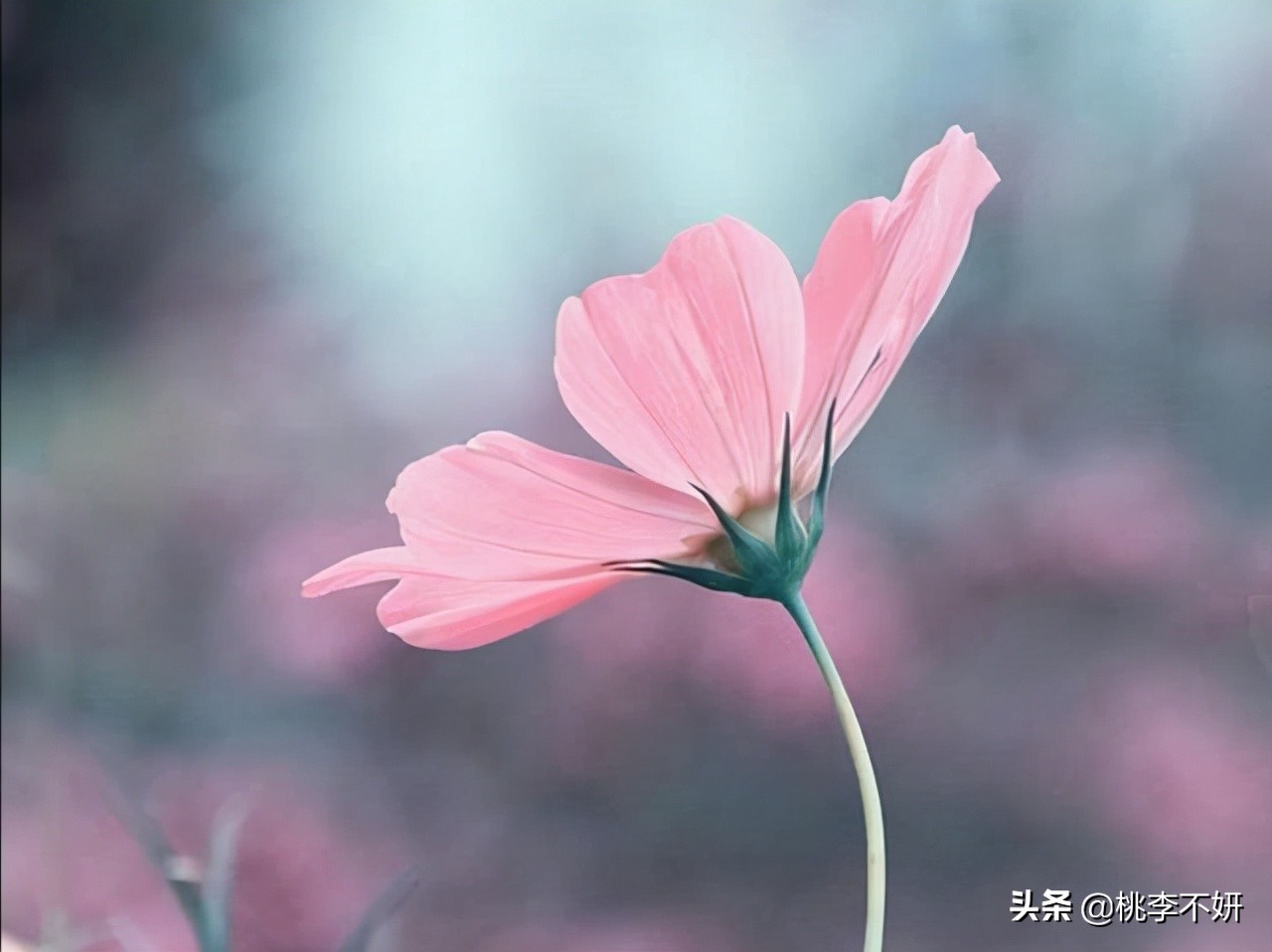 风雨人生，看淡了，心就不累了