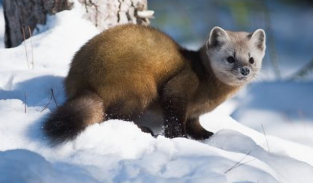 自然就想到了使用动物的皮毛过冬,为了保留动物的皮毛还原的真实性