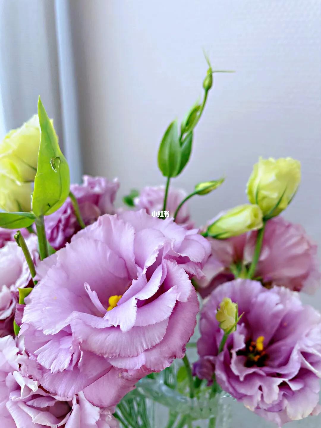 洋桔梗有毒吗(洋桔梗有毒吗 适合室内养吗)