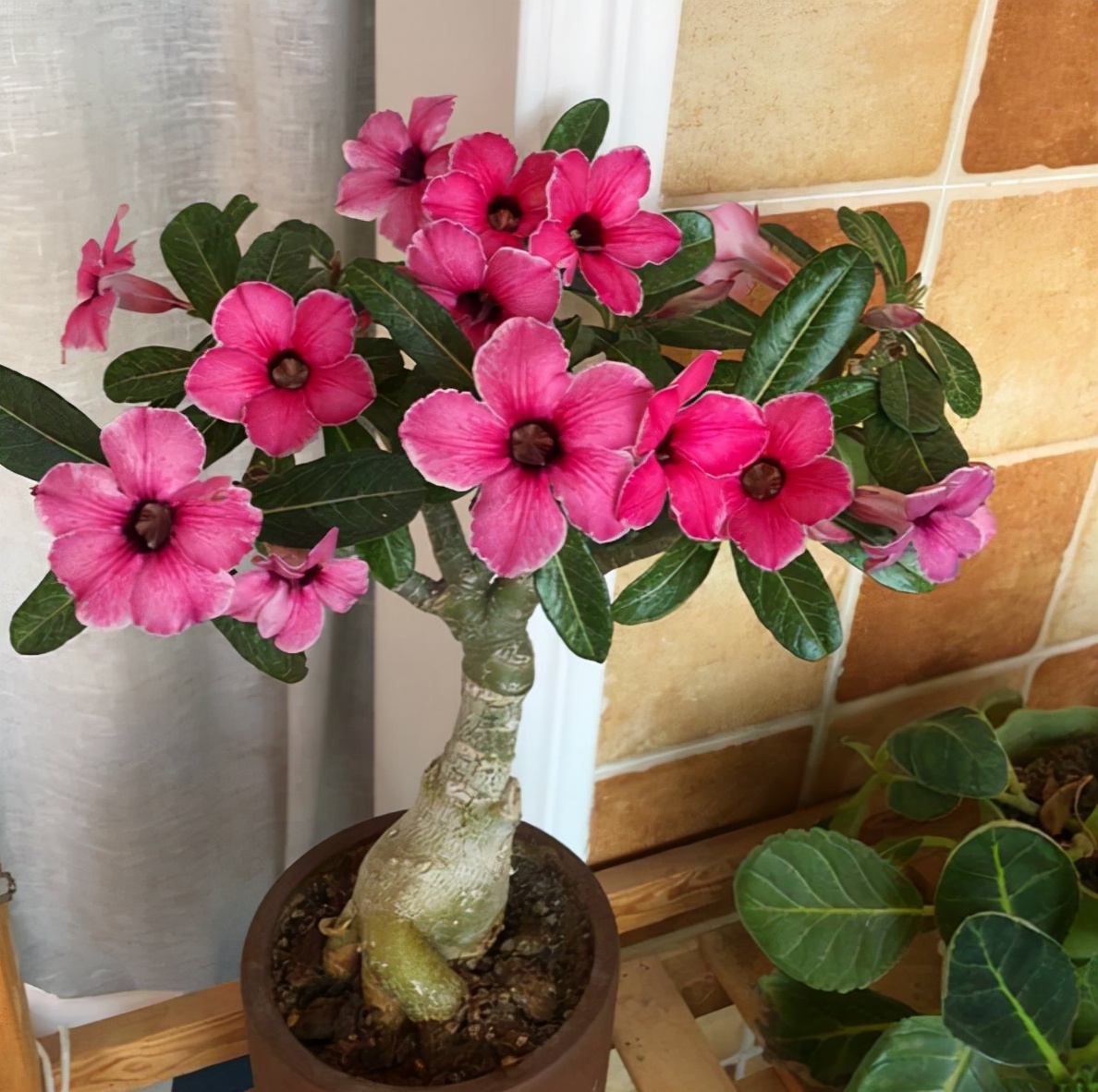 9种"养不死"的花,小盆少浇水,能养几十年,变成"吉利树"