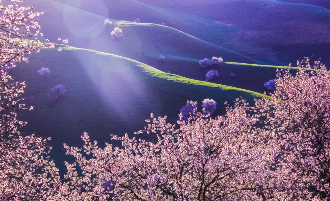 快开啦！这些地方的春景正在悄悄席卷全国，大气又美丽，别错过