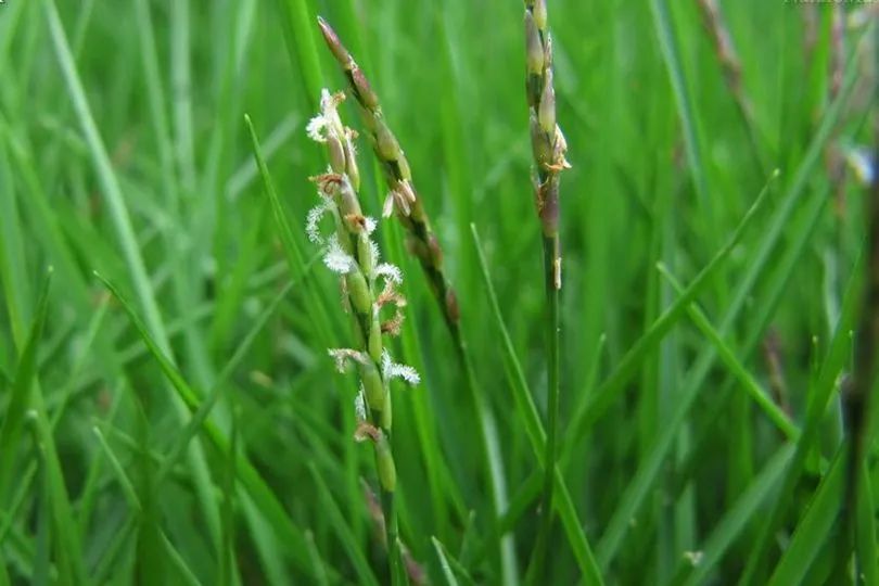 足球场种什么草最好(结缕草生长快、覆盖力强，耐践踏，靠实力登上足球场)