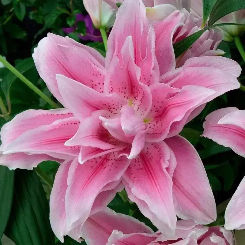 百合花的图片百合花的图片大全最美