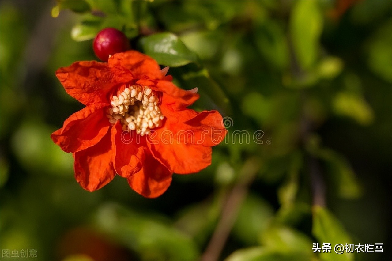 早夏石榴花明艳美诗七首：浓绿万枝红一点，正是清和首夏时