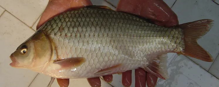 鲤鲫鱼与鲫鱼区别图片(鲫鱼有几种) - 赤虎壹号