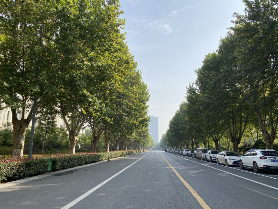 苏金乐：大树的记忆