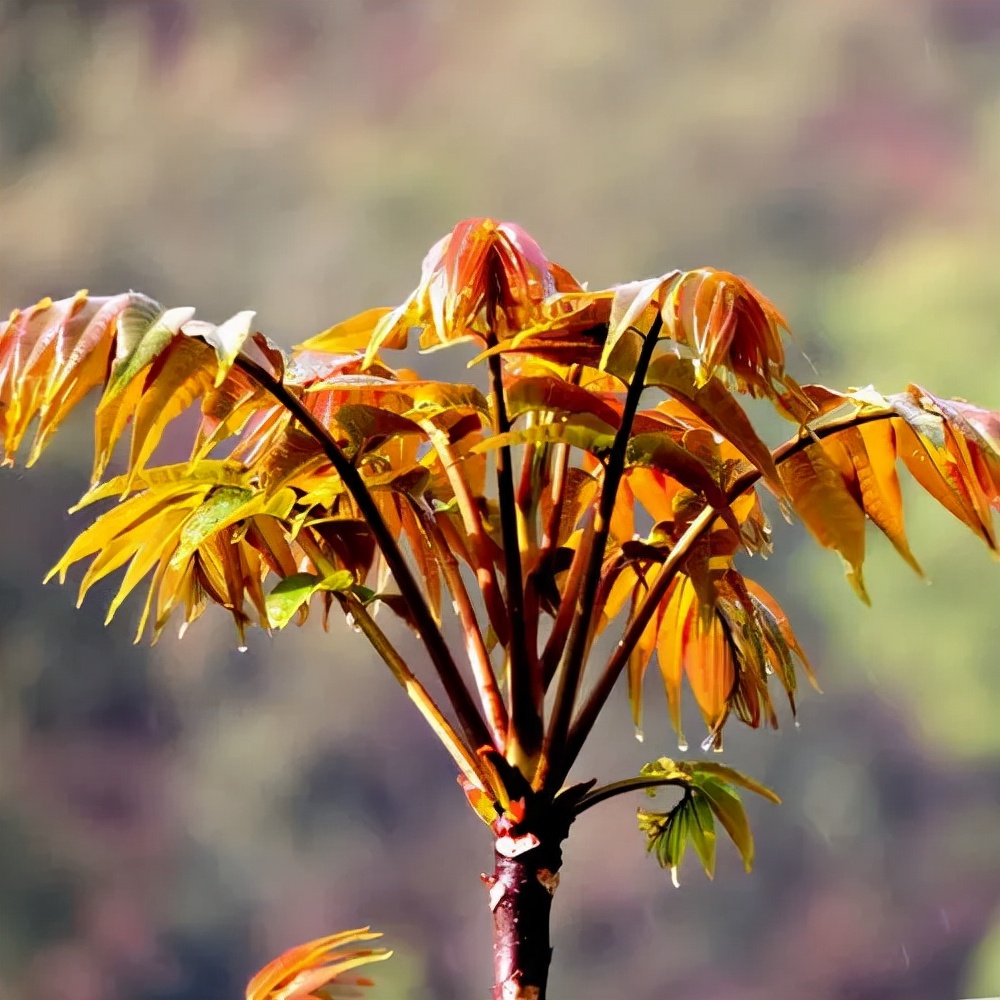 一口春日鲜嫩，一口醇香花酒