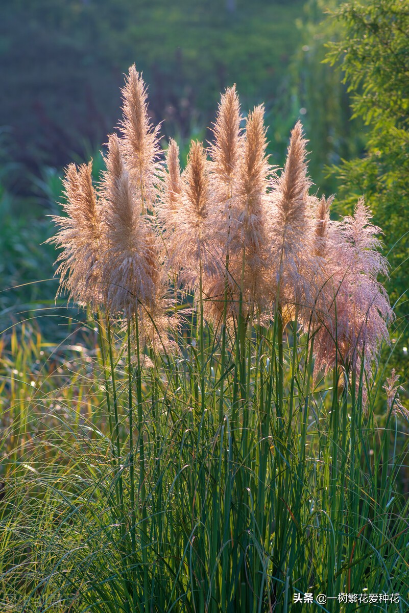 蜜糖草怎么养(25种观赏草观叶赏花好养皮实)