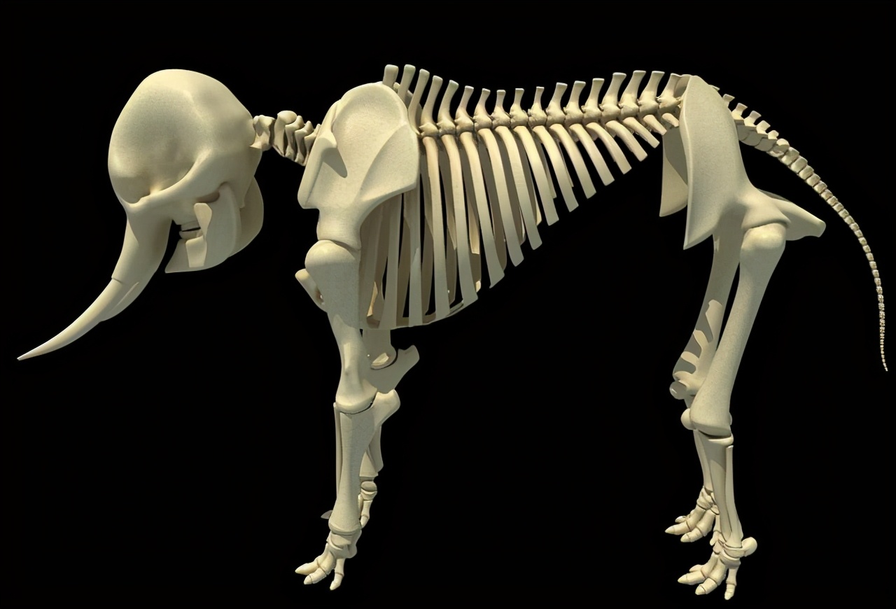 假如大象早已灭绝，科学家通过化石复原的大象会是什么模样？