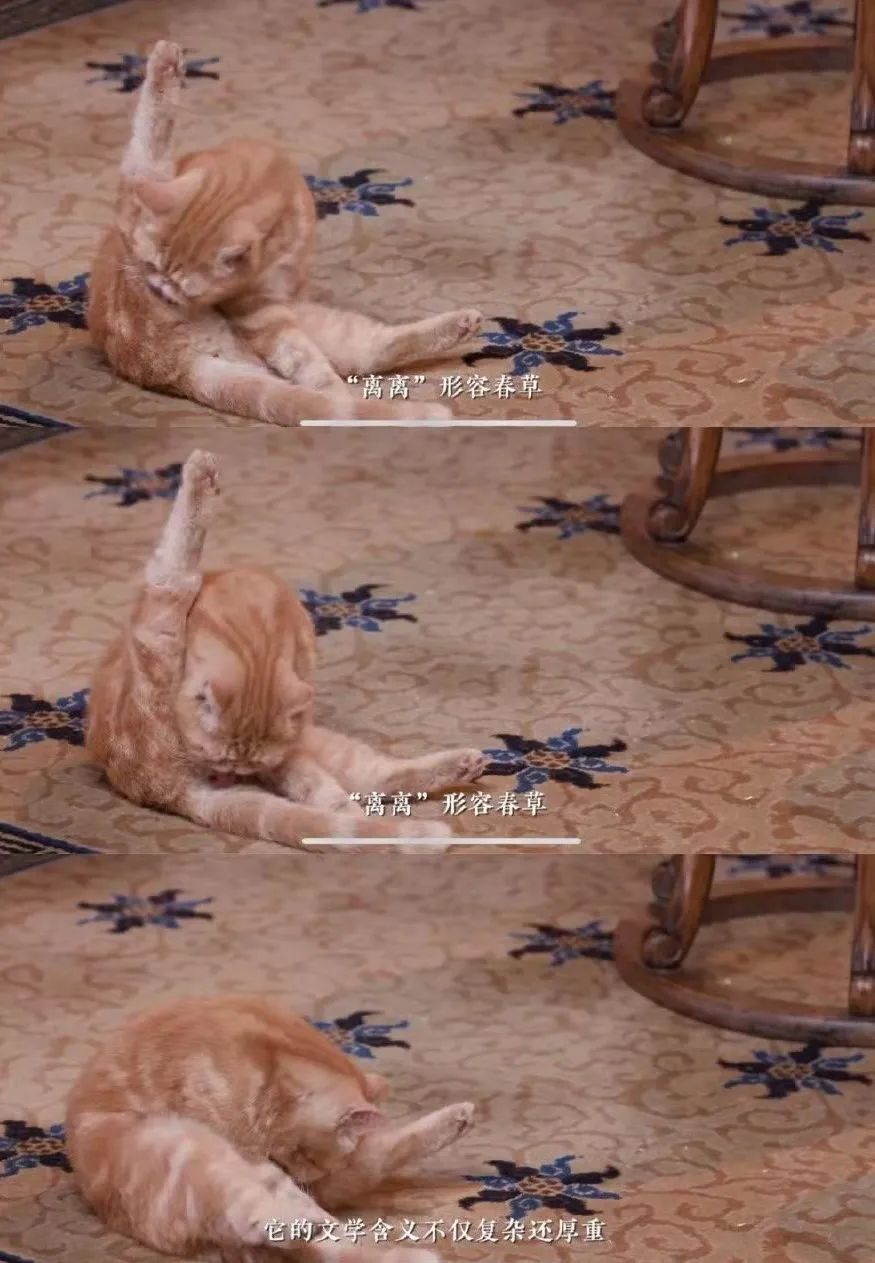 我可是拥有“三岁画老”天赋的小猫咪