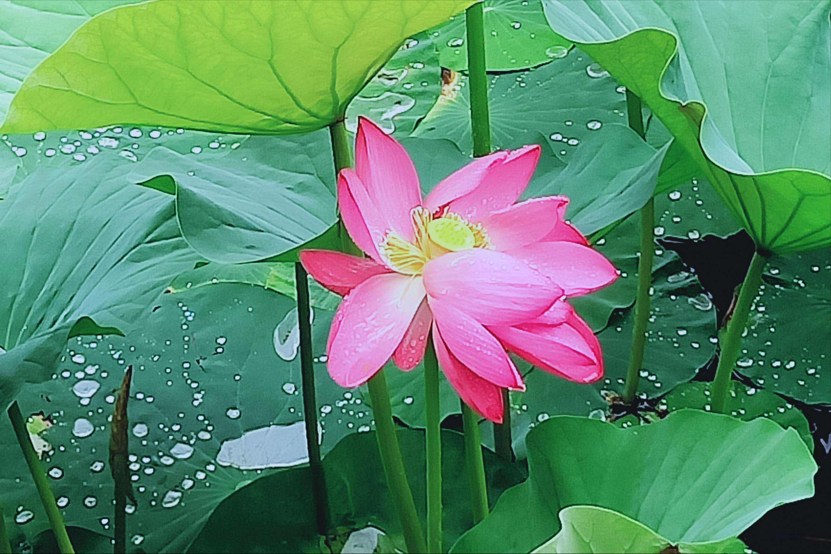 30首唯美荷花诗词，让诗意的荷花给你带来夏日的美好