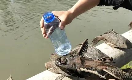 吃魚屎的魚,吃魚屎的魚哪種最好