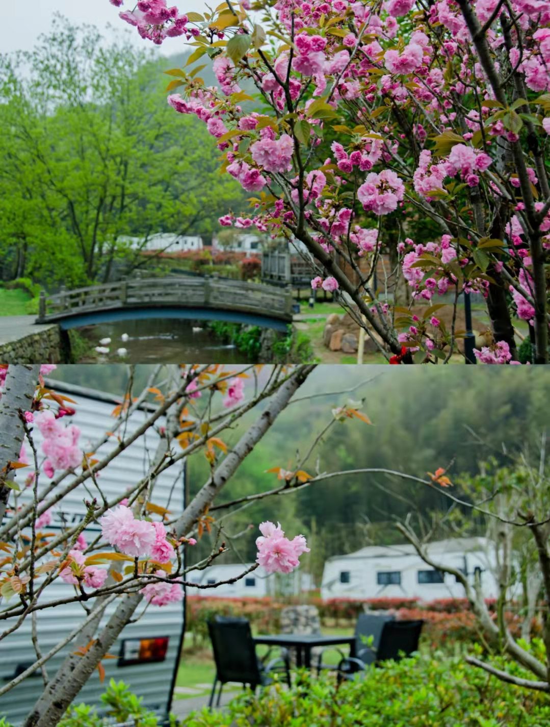 宁波赏樱攻略，提前锁定这三个赏樱好地方，一起去看宁波最美樱花