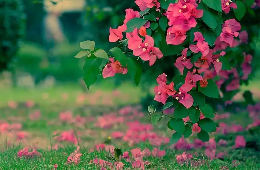 又是花开花落时，在古诗词里静赏花开花落，坐看云卷云舒