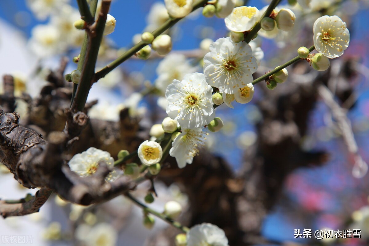 早春梅花花雪美诗五首：花边似雪回，只言花是雪，不悟有香来