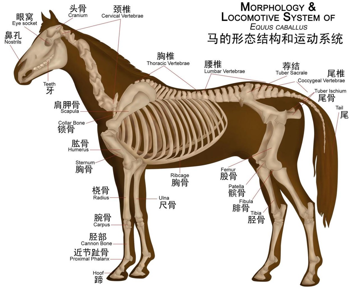 马断了一条腿后就活不下来,只能施行安乐死,首先是由于马的腿部结构