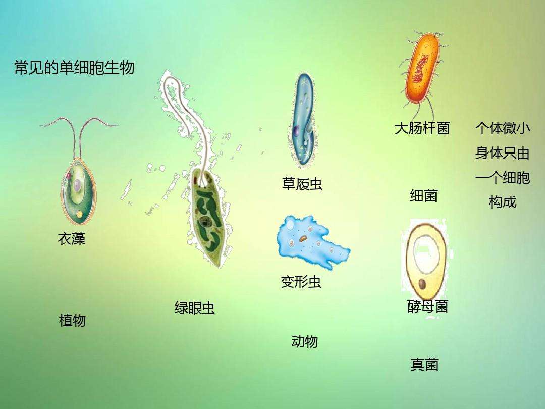 100大科学解密之一：“先有鸡先有蛋”的解答