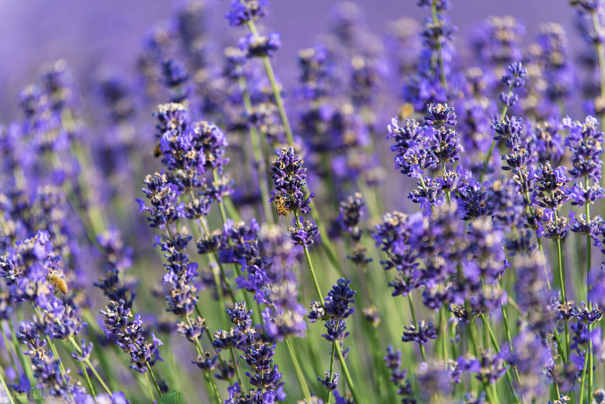 陌路天涯,爱人已远,缘浅成殇,相思情长,想你了,我爱的人