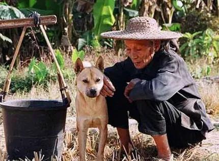 贵州老人养土狗6年，火灾时，土狗舍命救主，让人泪目