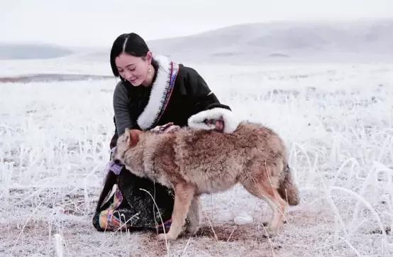 1973年,女知青遭狼群围攻等死,狼群却突然下跪,原来她是恩人