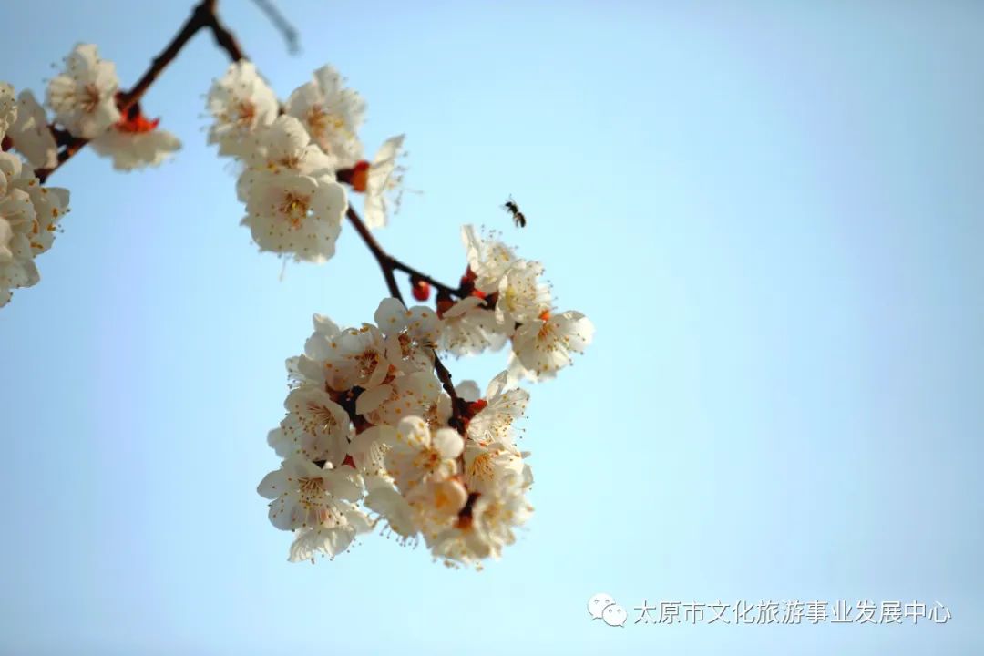 线上展览|“山河春意 锦绣太原——花的世界”主题摄影线上图片展（十六）