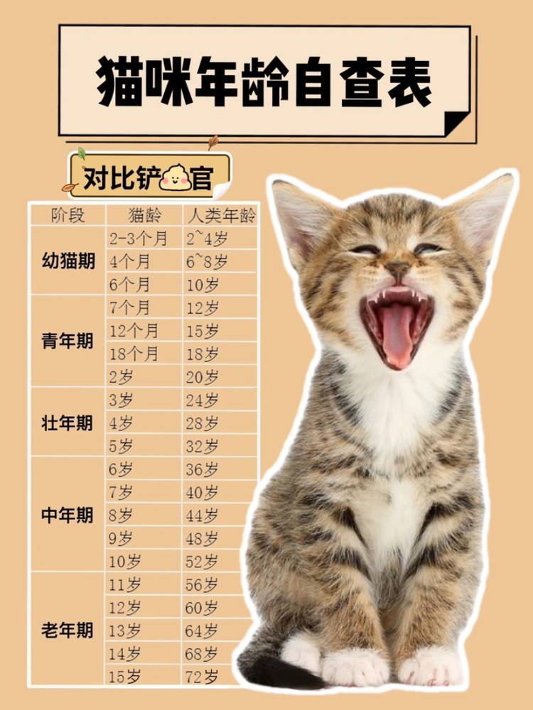 猫咪最新年龄换算表！猫咪1岁=人7岁，原来是错的，别信了