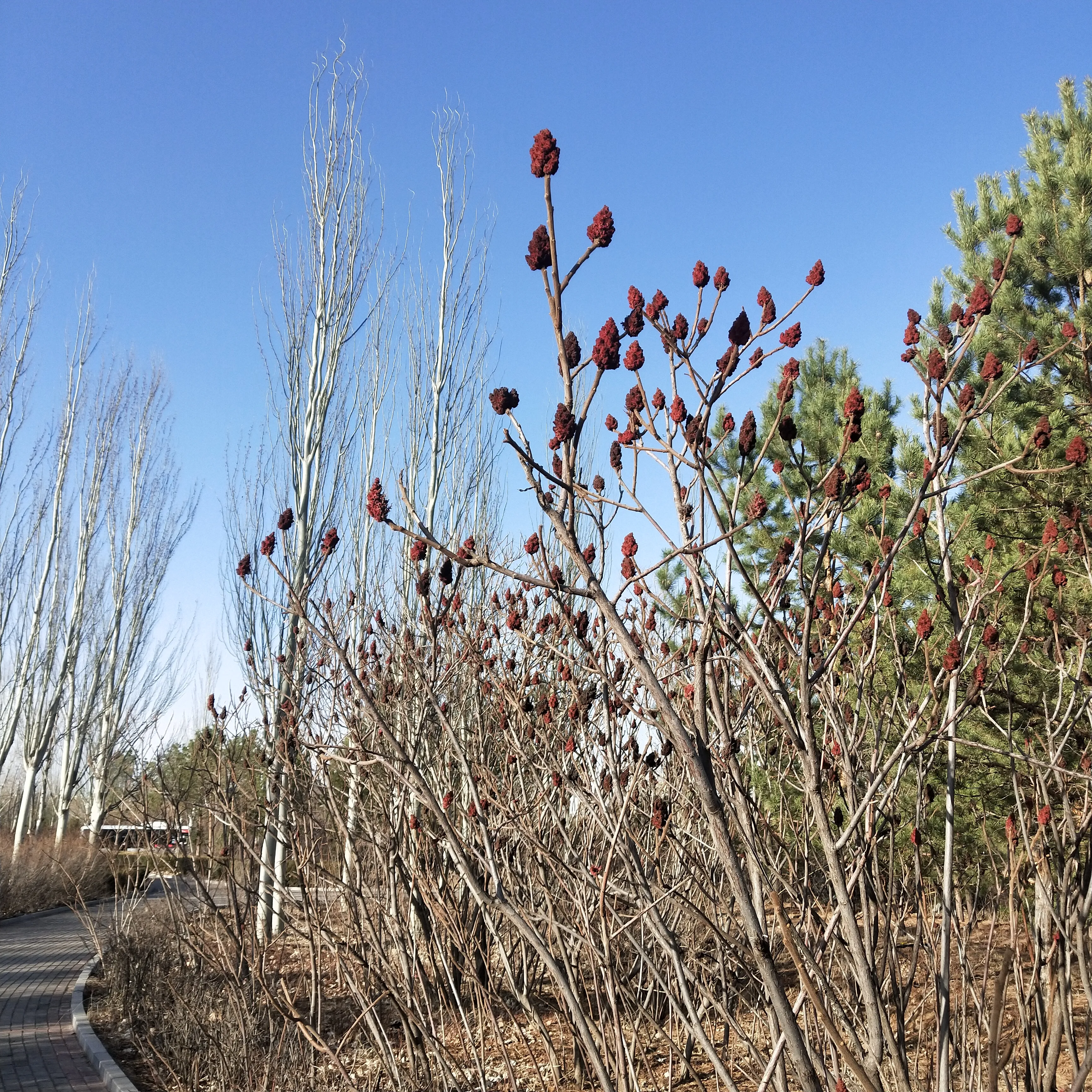 清明节的故事和诗词(清明节与清明的故事和诗)